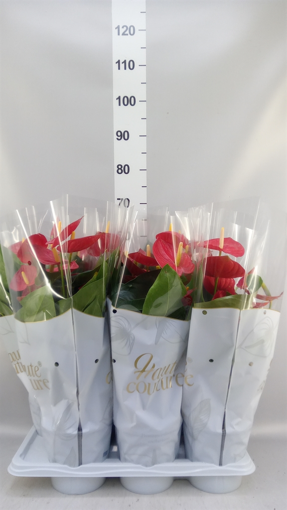 Anthurium Tremendo 17Ø 60cm