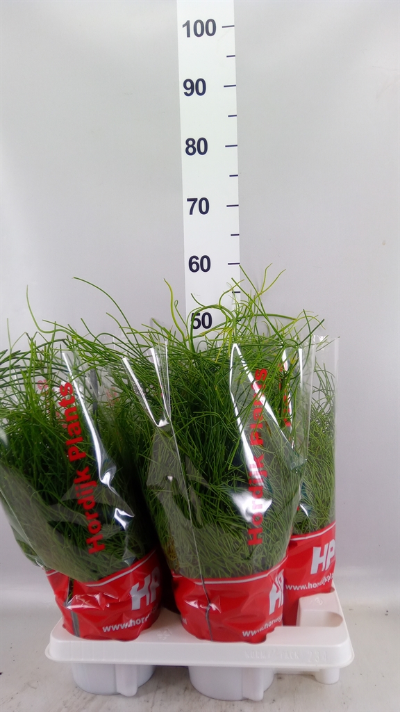 Rhipsalis Oasis 15Ø 35cm
