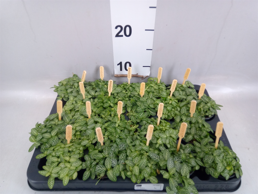 Fittonia Verschaffeltii 5Ø 10cm