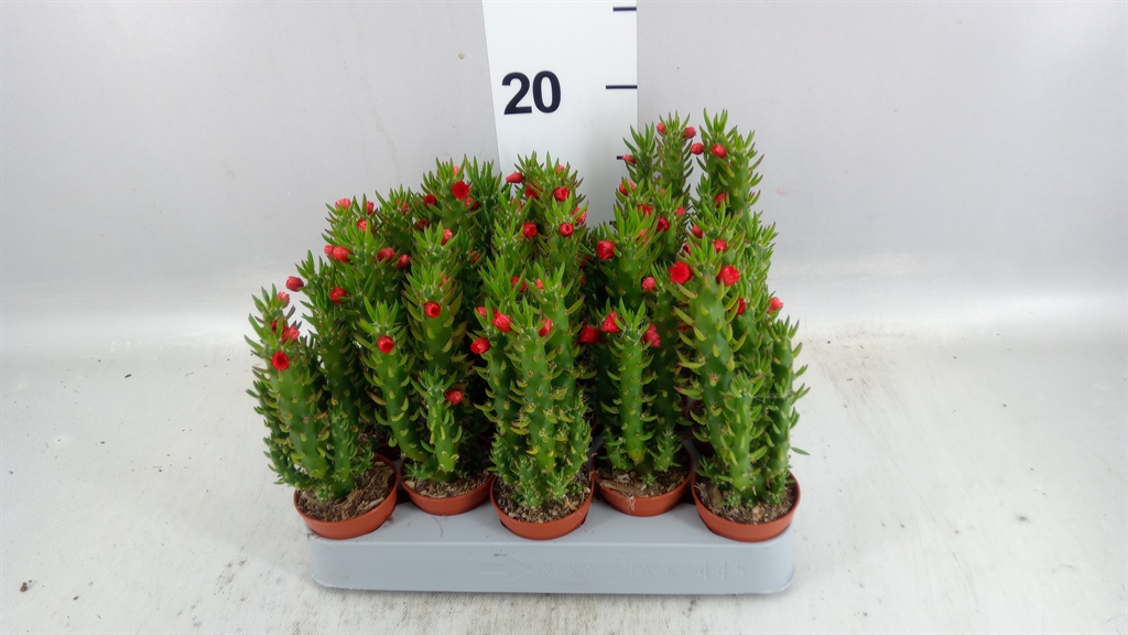 Austrocylindropu Sub 505Ø