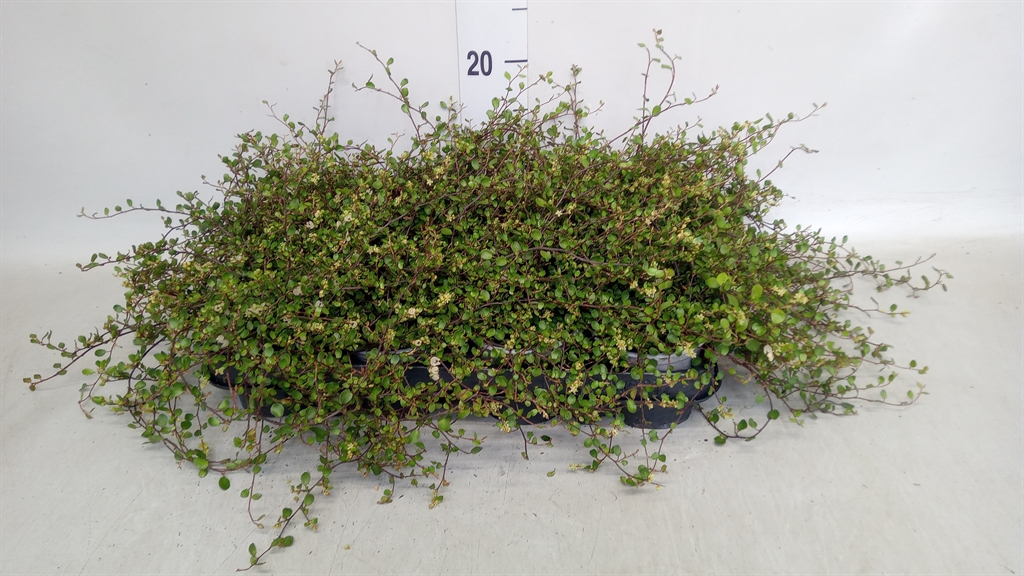 Muehlenbeckia Mao'ri 9Ø 10cm