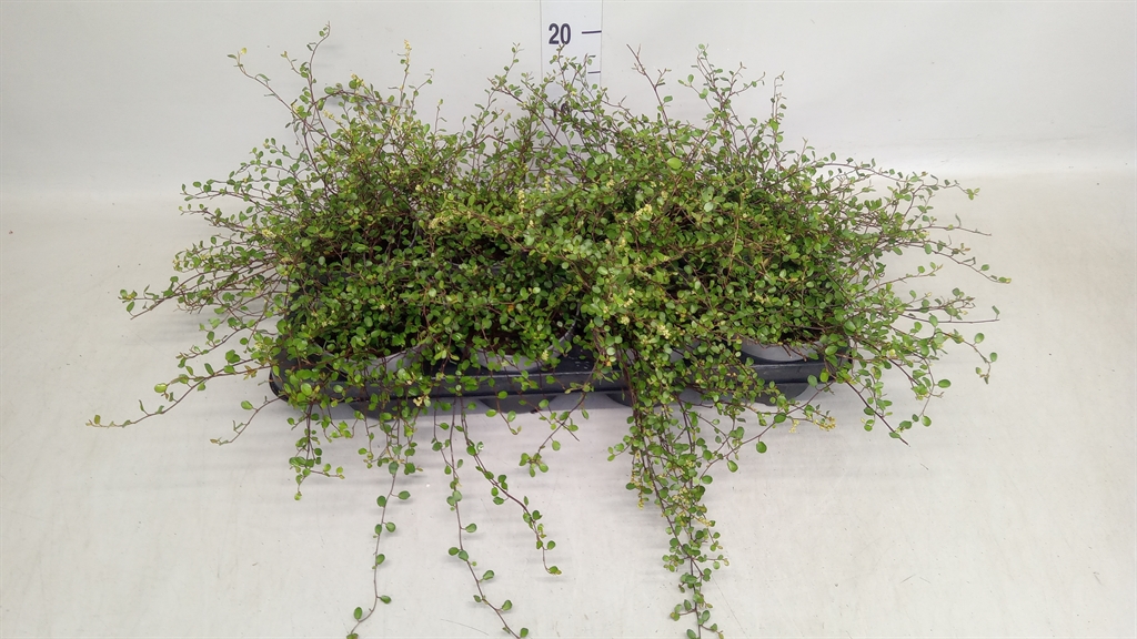 Muehlenbeckia Mao'ri 13Ø 16cm