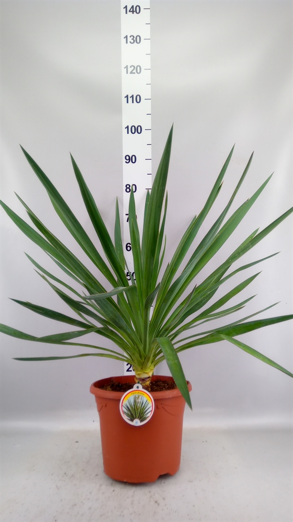 Yucca Gloriosa 26Ø 85cm