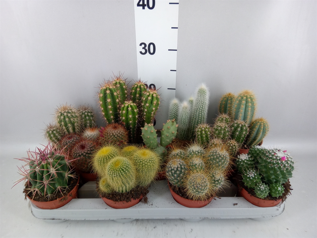 Cactus Mix 10Ø 15cm