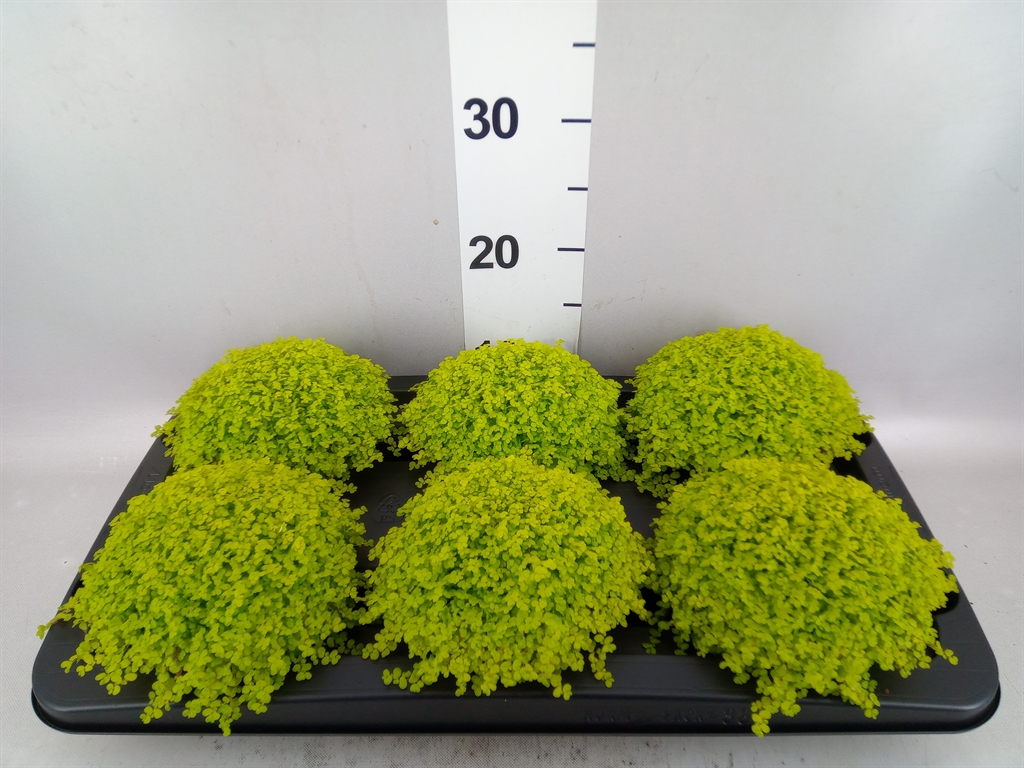 Solei Soleir Aurea 13Ø 16cm