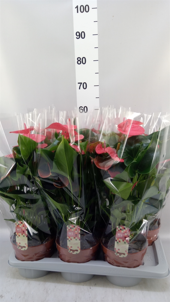 Anthurium Melito 17Ø 55cm