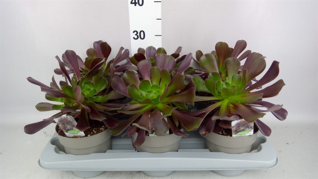 Aeonium Arboreum 14Ø 28cm