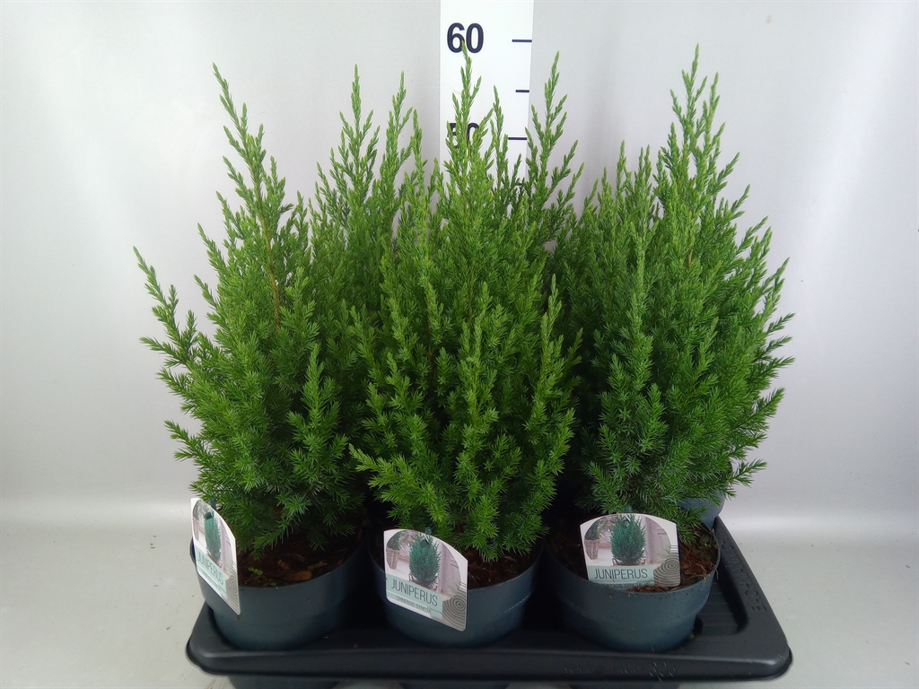 Juniperus Stricta 17Ø 55cm