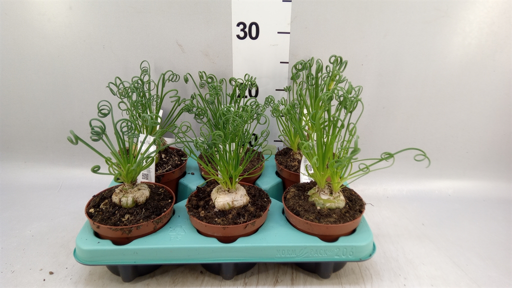 Albuca Friz Sizzle