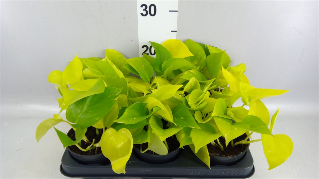 Epipr Golden Pothos 12Ø 25cm