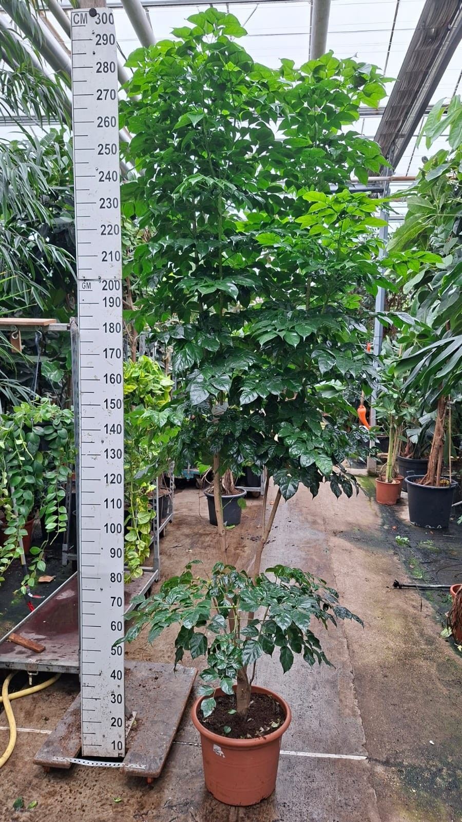 Radermachera Sinica 40Ø 280cm