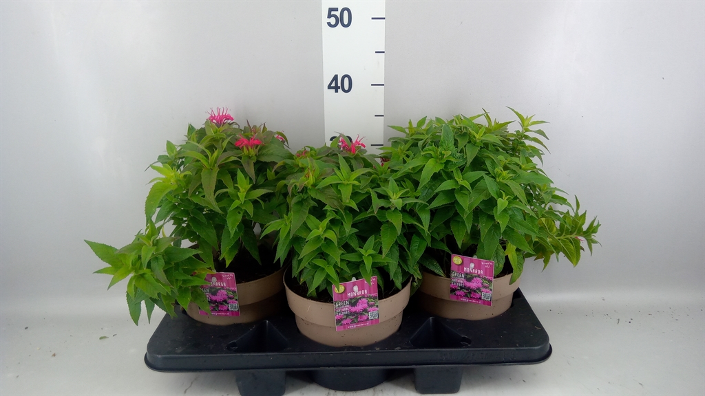 Monarda Balmy Purple 19Ø 20cm
