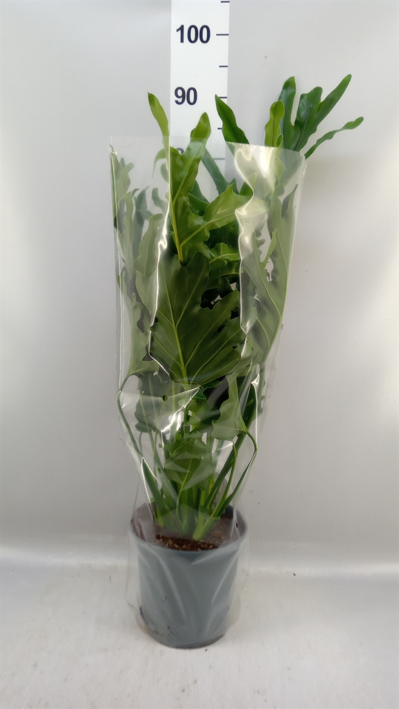 Philodendron Little Hope 21Ø 75cm