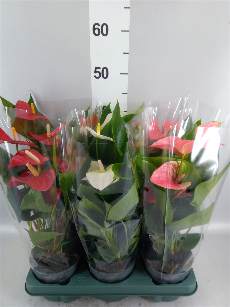 Anthurium Mix 12Ø 43cm