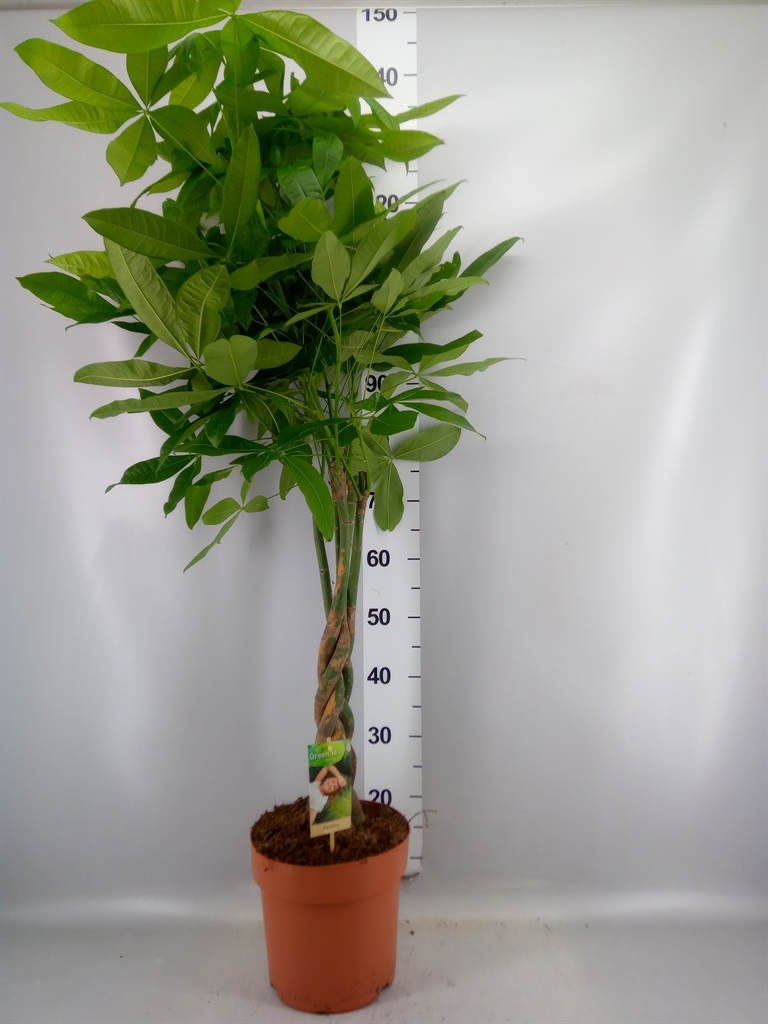Pachira Aquatica 24Ø 120cm