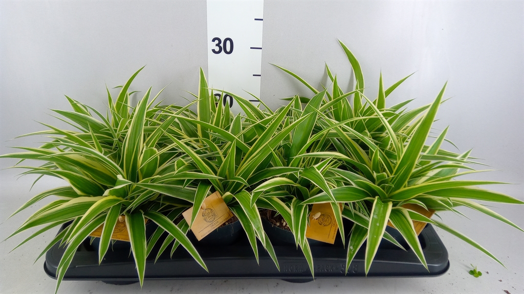 Chlorophytum Ocean 12Ø 25cm