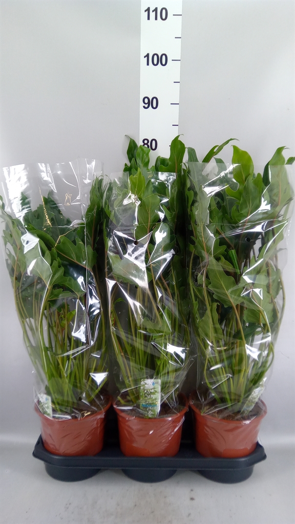 Philodendron Xanadu 19Ø 55cm