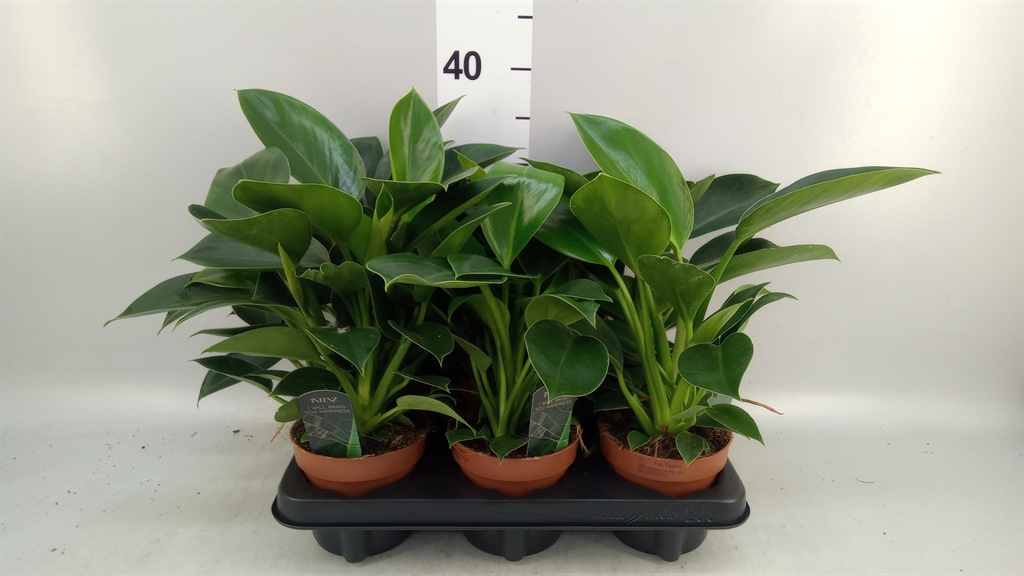 Philodendron Green Princess 12Ø 25cm