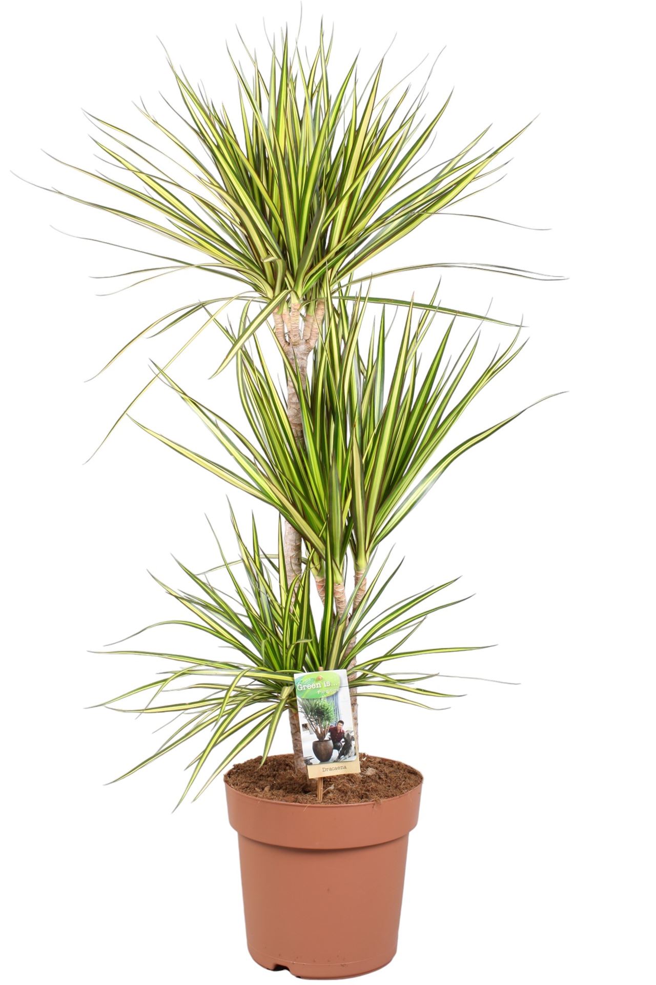 Dracaena Sunray 24Ø 115cm