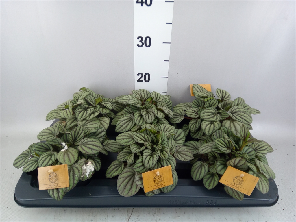 Peperomia Albovittata Mistique 12Ø 20cm