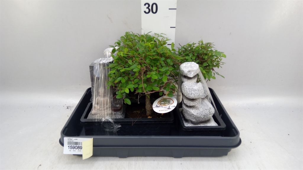 Bonsai Mix 22Ø 25cm