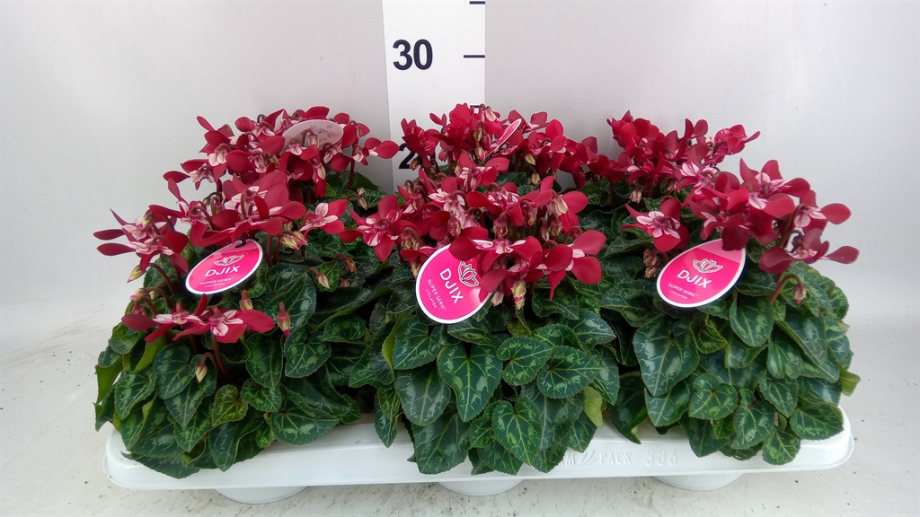 Cyclamen Super Serie Djix 13Ø 25cm