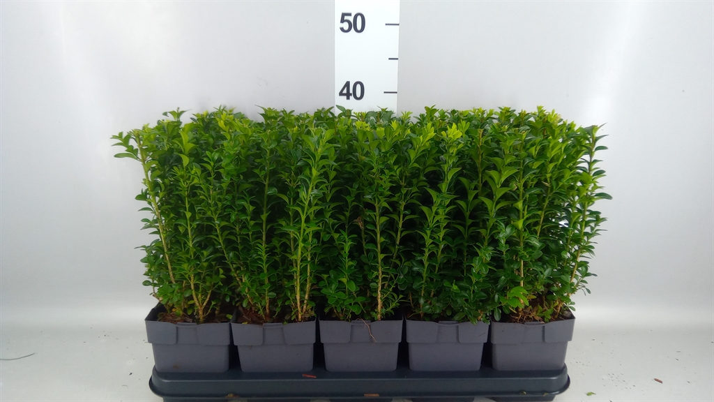 Buxus Sempervirens 13Ø 20cm