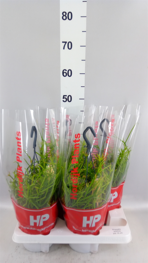 Rhipsalis Pulchra 15Ø 40cm