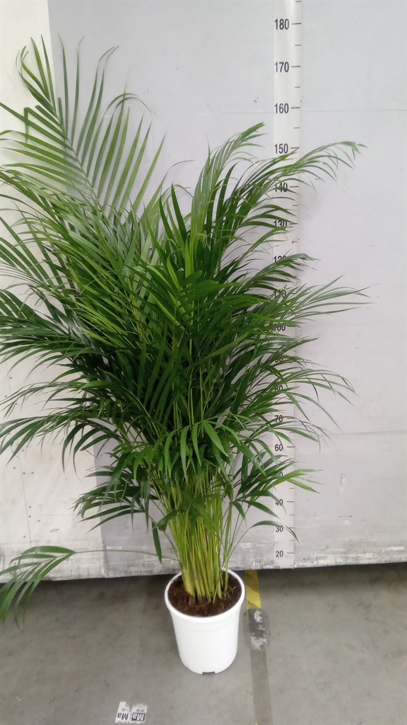 Dypsis Lutescens 24Ø 130cm