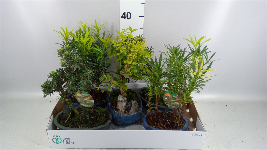 Bonsai Gem 20Ø 30cm