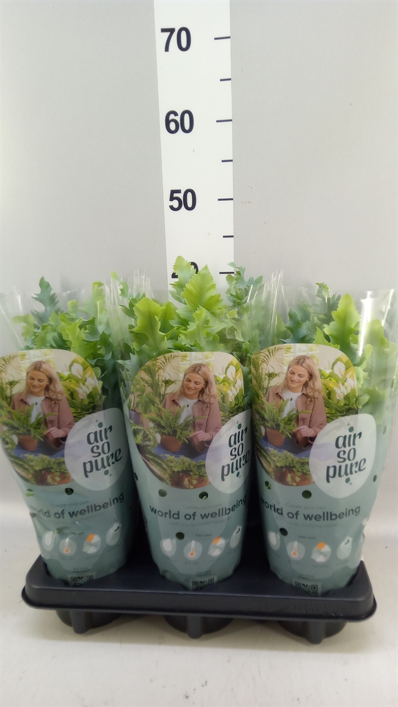 Phlebodium Aureum Davana 12Ø 35cm