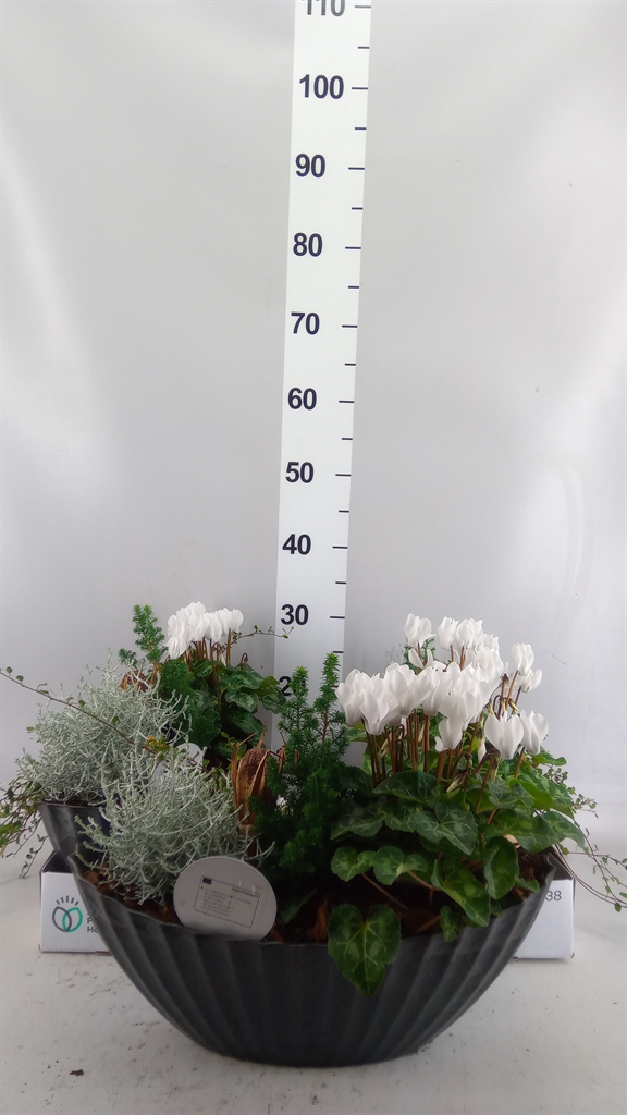 Arrangement Garden Plants 42Ø