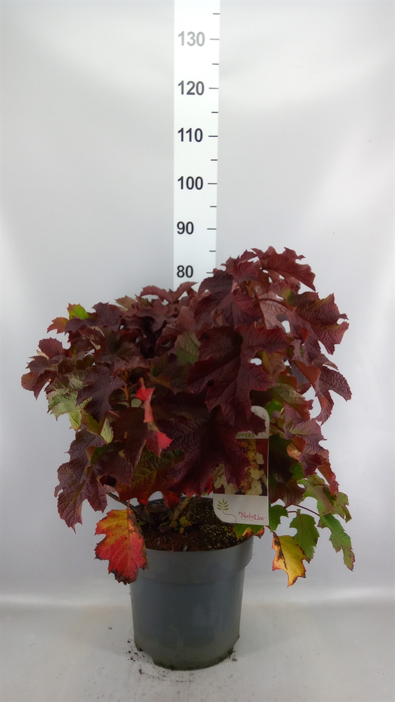 Hydran Quercifolia 30Ø 80cm