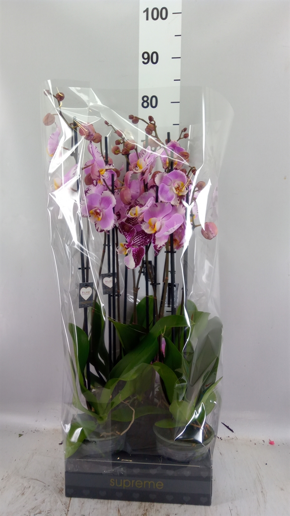 Phalaenopsis Art Nouveau 12Ø 65cm 2st