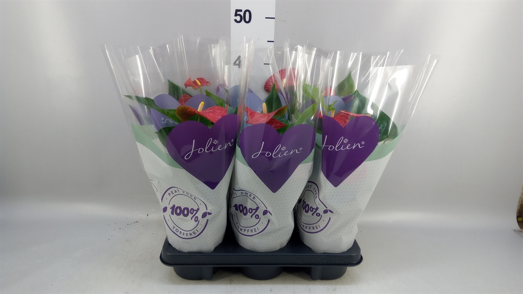 Anthurium Bambino Red 12Ø 40cm
