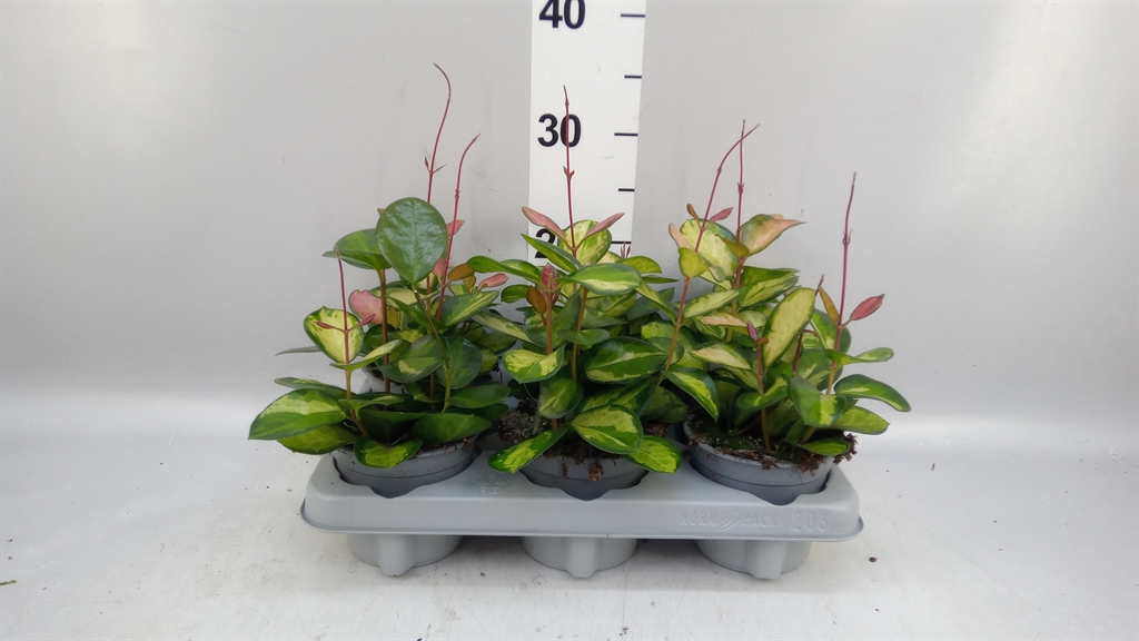 Hoya Carn Tricolor 12Ø