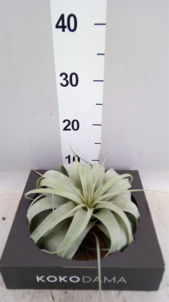 Tillandsia Xerographica