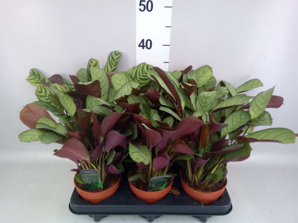 Ctenanthe Amagris 12Ø 20cm