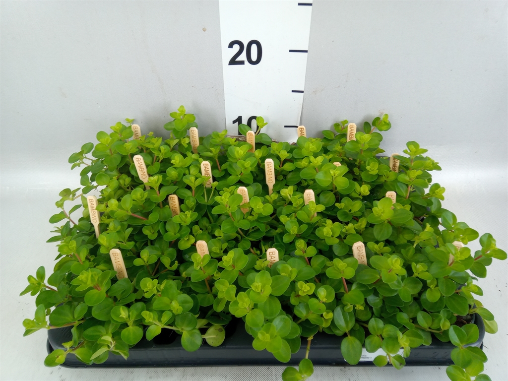Pep Rotundifolia 505Ø 10cm
