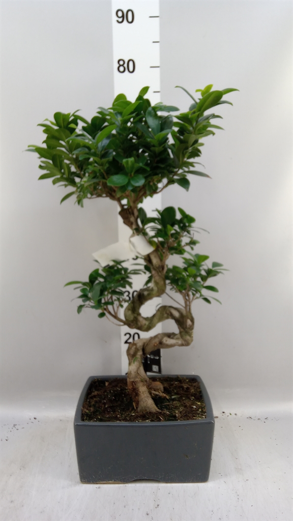 Fic Mi Ginseng 32Ø 70cm