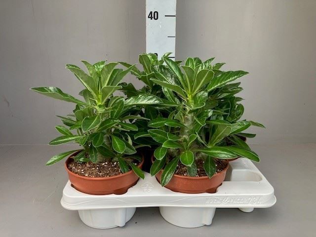 Pachypodium Saundersii 15Ø 20cm