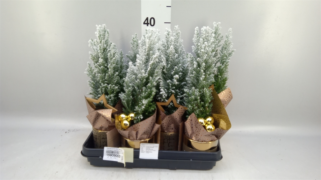 Chamaecyparis Ellwoodii 10Ø 35cm