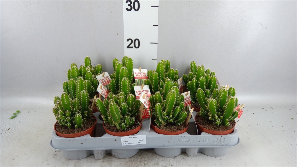 Cere Florida 508Ø