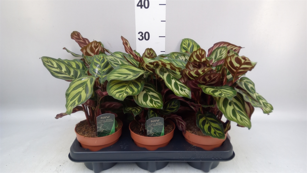 Calathea Makoyana 12Ø 25cm