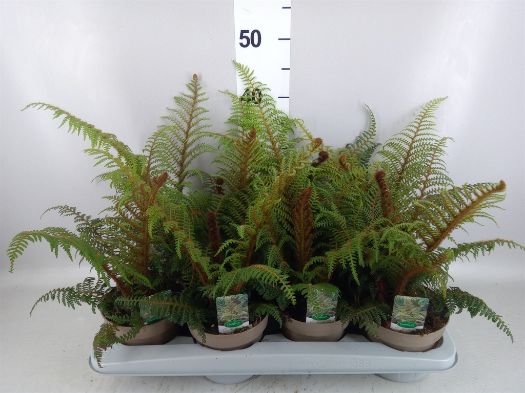 Cyathea Tomentosissima 14Ø 48cm