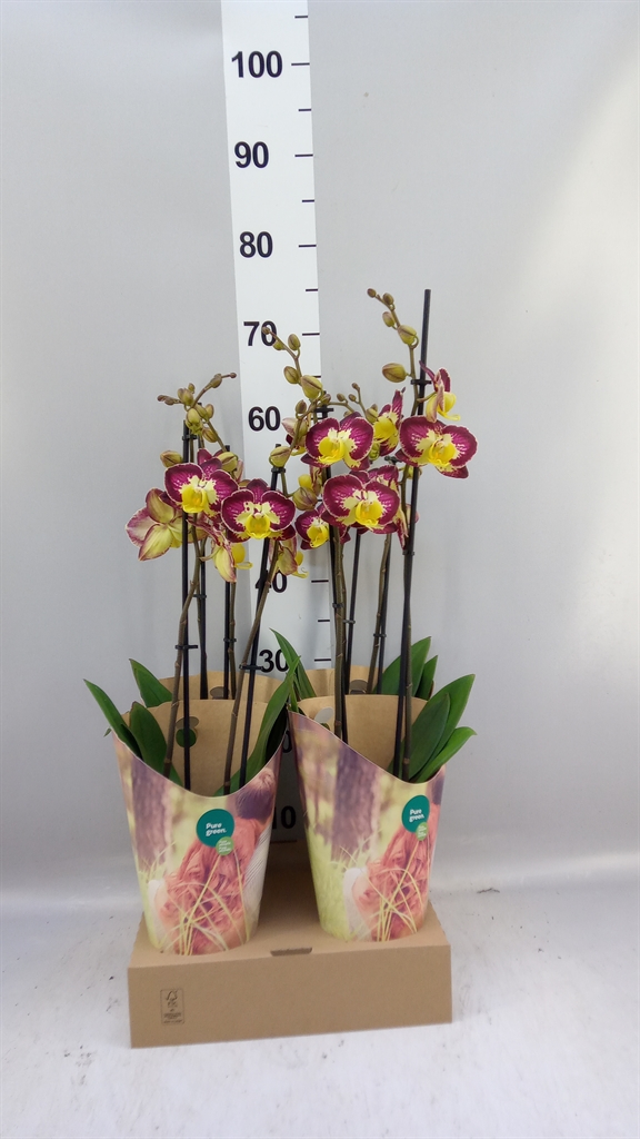 Phal Bee Happy 12Ø 55cm