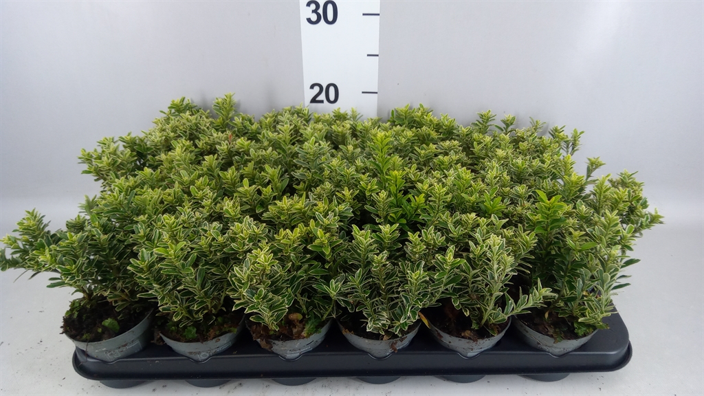 Euonymus Microphyllus Albovariegatus 9Ø 20cm