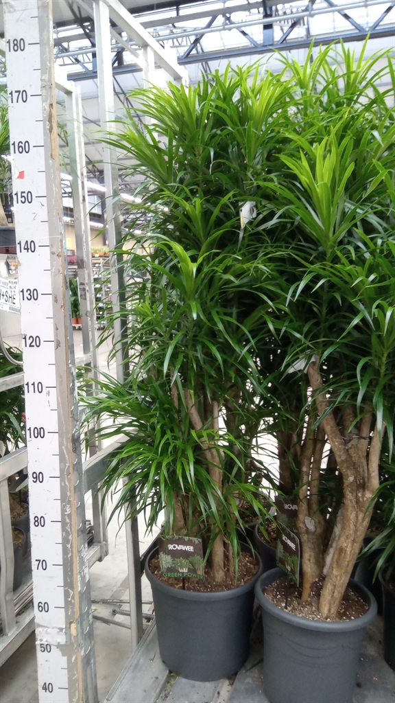 Dracaena Anita 35Ø 170cm