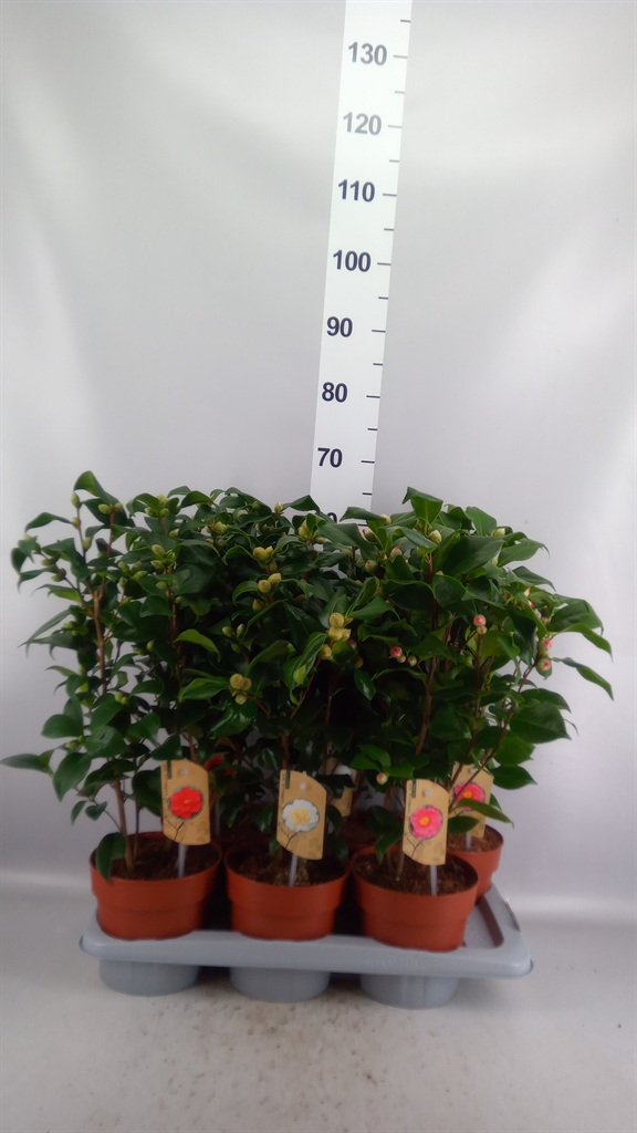 Camellia Mix 3 Colours 17Ø 60cm