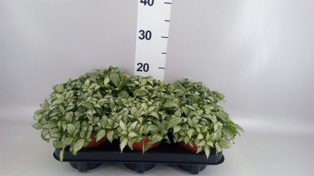 Fittonia Mosaic White Forest Flame 12Ø 20cm